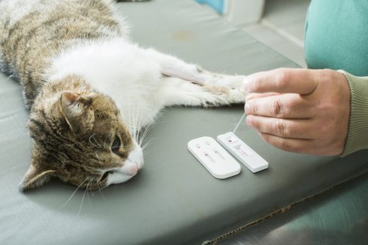 Veterinary_Blood_Test